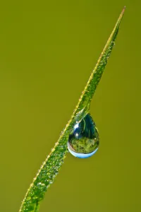 HuntleyMeadowsDewDrop3
